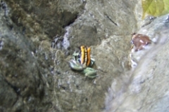 gulfodulcefrog