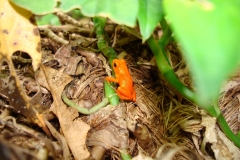 orange_frog_large
