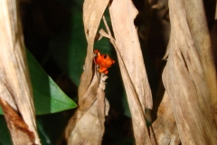 orangefrog_large