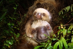 sloth_large